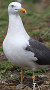 adult graellsii in May, ringed in the Netherlands. (74841 bytes)